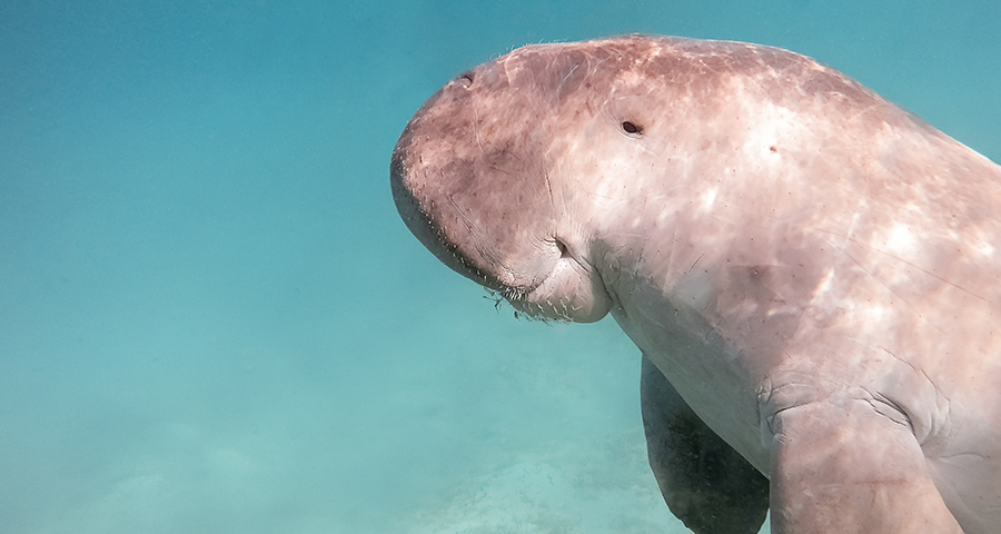The CMU-Q research team will learn more about attitudes in Qatar toward indigenous wildlife, including the dugong.