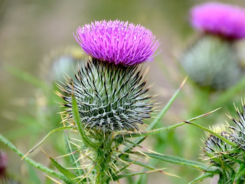 Thistle